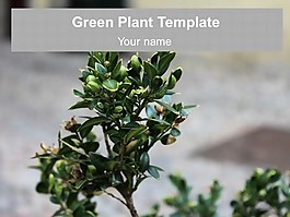 绿色植物的PowerPoint