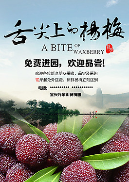 杨梅海报