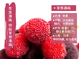 杨梅海报