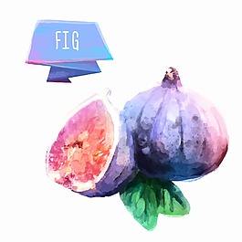 水彩无花果