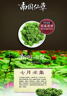 南国仙草