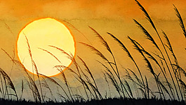 黄昏美景,夕阳下的芦苇草无限循环视频素材