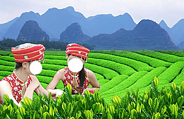 采绿茶