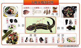 大鲵娃娃鱼分割分切图