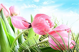 粉色郁金香图片