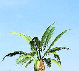枣树树模型下载