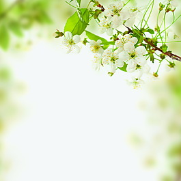 淡雅花枝图片_淡雅花枝素材_淡雅花枝模板免费下载-六图网