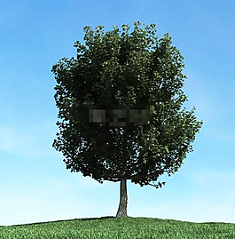 矮小树3d模型下载