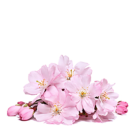 粉红樱花
