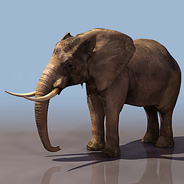 ELEPHANT 大象3d模型图片