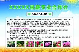 农业合作社产品-红桃