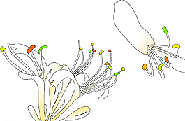 金银花 矢量图片