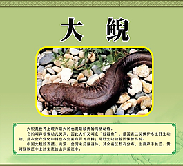 大鲵简介展板图片