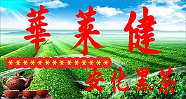 华来健安化黑茶