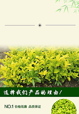 金森女贞详情页