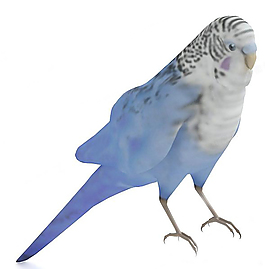 3DMAX鹦鹉模型