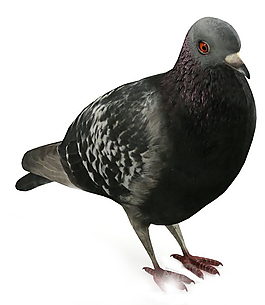 3DMAX鸽子模型