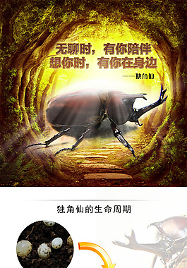 独角仙宠物详情页