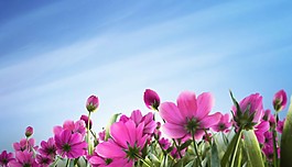紫色花海视频素材