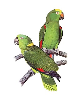 手绘鹦鹉