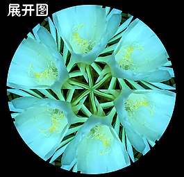 昙花   旋转昙花万花筒