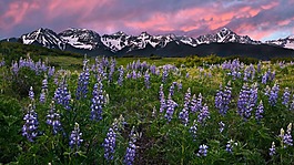 烂漫花色风景