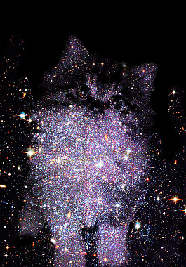 星空猫图片 星空猫素材 星空猫模板免费下载 六图网
