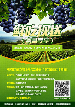 葡萄水果葡萄园葡萄宣传单