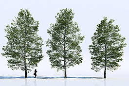 3dmax桦树模型