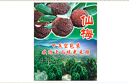 仙居东槐杨梅