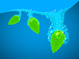 落水薄荷