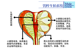 男科生殖系统