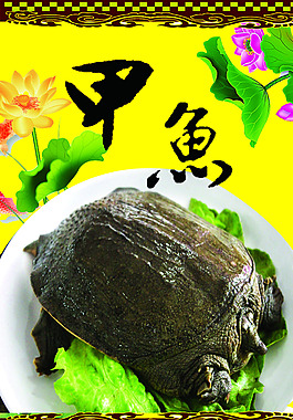 甲鱼