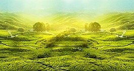 茶海 清新自然 背景素材