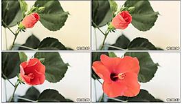 花开放实拍视频