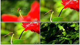 蜻蜓视频素材