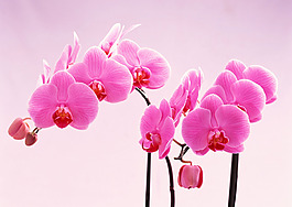 蝴蝶兰  花卉