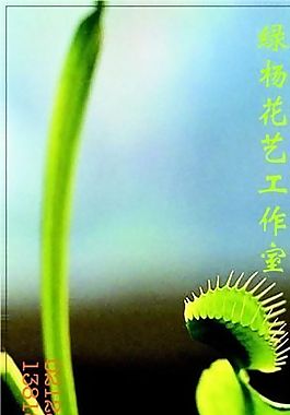 鲜花水果礼品类 名片模板 CDR_2120