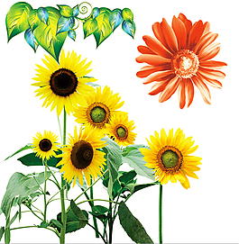 太阳花向日葵树叶元素