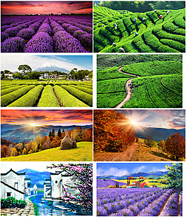 花田和茶山背景