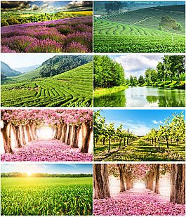 花田背景