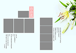 鲜花 百合 小清新风