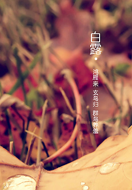 白露