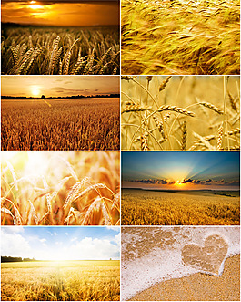 金色的麦田背景