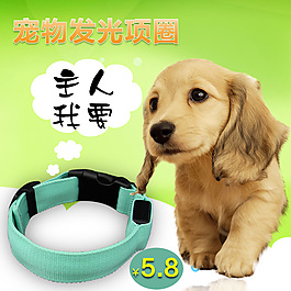 宠物项圈主图
