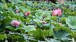 夏日荷塘荷叶荷花实拍素材