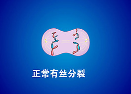 生物有丝分裂
