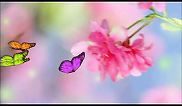 花朵蝴蝶实拍视频