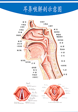 耳鼻喉解剖图图片 耳鼻喉解剖图素材 耳鼻喉解剖图模板免费下载 六图网