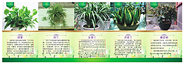 植物展板